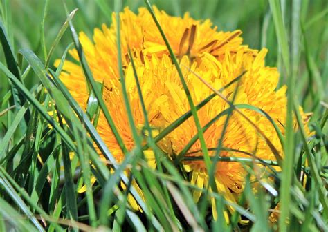 Free photo: Yellow Dandelion - Bloom, Blooming, Dandelion - Free ...