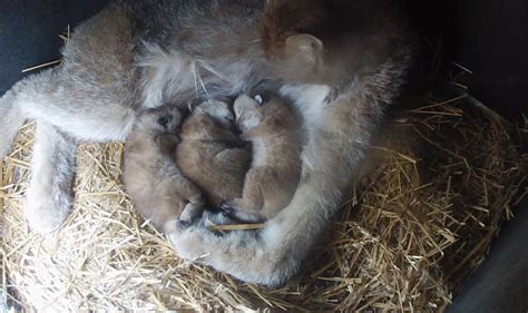 3 lynx cubs born at Fort Wayne Children’s Zoo | Fox 59