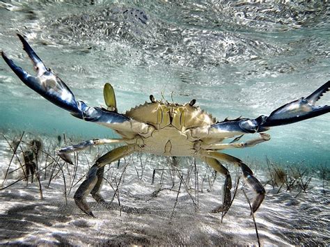 My Forgotten Coast's photo. Blue Crab defensive posture | Ocean ...