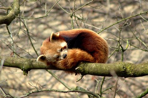 Red Panda Sleeping Habits