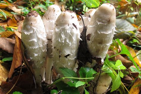 Mushroom Foraging for Beginners - Homesteader DepotHomesteader Depot