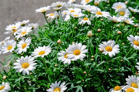 Free photo: Daisy Garden - Blooms, Daisies, Flowers - Free Download ...