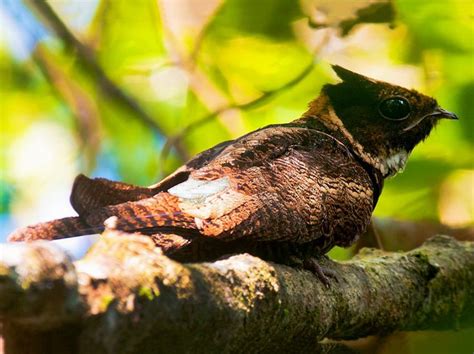 Great Eared-Nightjar - eBird | Weird animals, Animal planet, Nocturnal ...