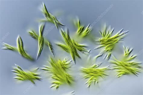 Ankistrodesmus sp. green algae, LM - Stock Image - C046/0810 - Science ...