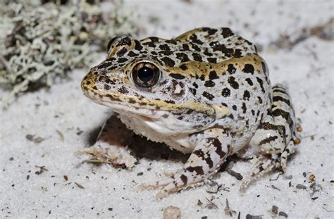 Lithobates capito aesopus - Florida Gopher Frog