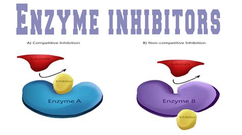 Enzyme Inhibitors | Enzyme inhibitor, Enzymes, Learn quran