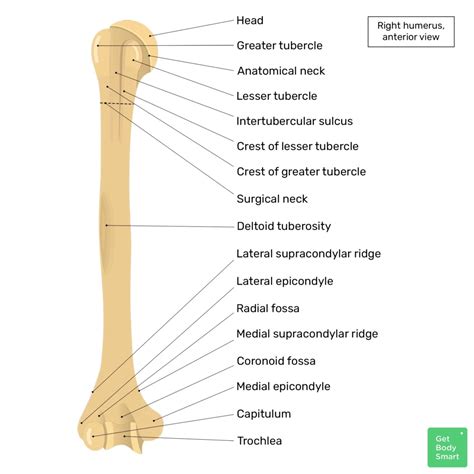 Proximal Humerus Anatomy