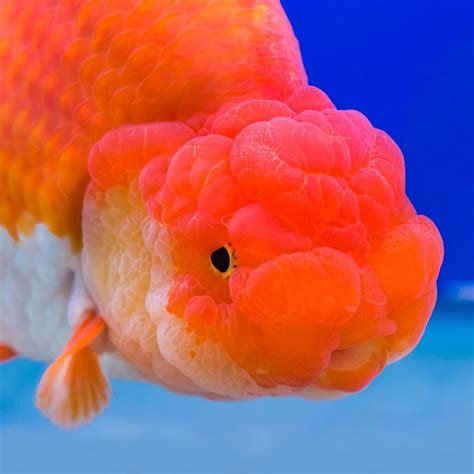 Ranchu Goldfish - The Complete Info Guide | 2023