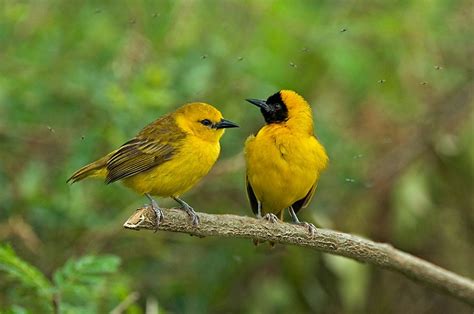 Bespoke Bird Watching Tours in Uganda | Queen Elizabeth National Park