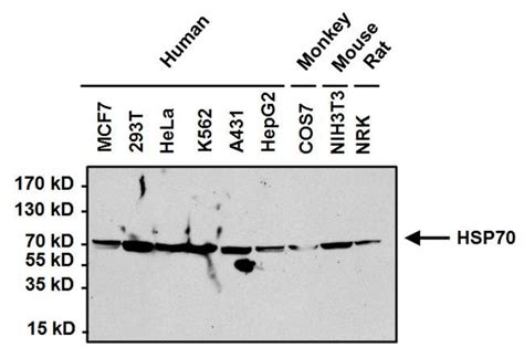 HSP70 Antibody (MA3-006)