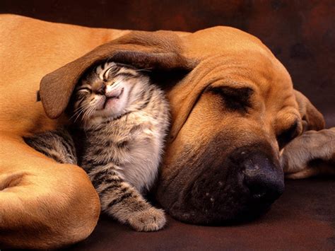 112 Pics Proving That Cats And Dogs Can Be Best Friends | Bored Panda