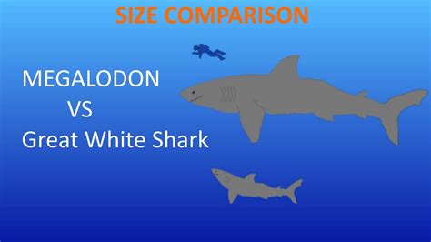 Megalodon vs Great white shark - Size Comparison - OLD VERSION - YouTube