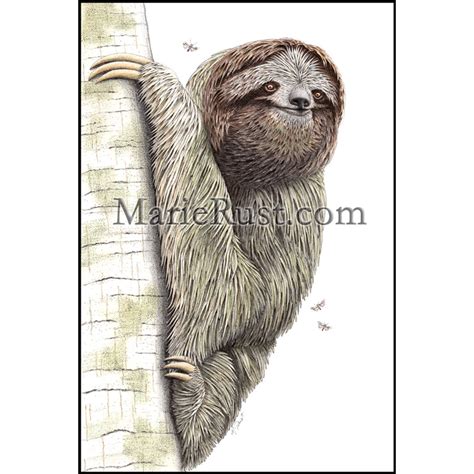 “Tree Hugger” (Brown-throated Sloth) – Marie Rust