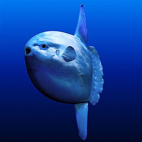 Ocean Sunfish1 – Animal Place