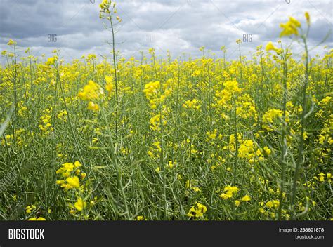 Rapeseed Plants Bloom Image & Photo (Free Trial) | Bigstock