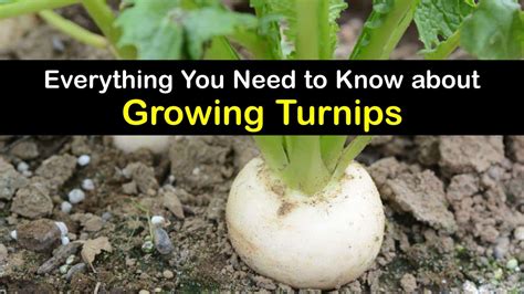 Growing Turnips - Incredible Tricks for Planting Turnips