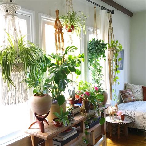 15 beautiful window plants ideas that will freshen up your house ...