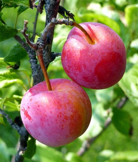 Plum tree, how to have great plums | Plum tree, Pruning plum trees ...