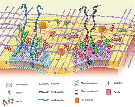 Cell Wall Makeup Of Fungi | Makeupview.co