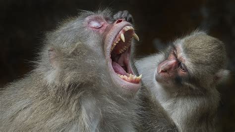 Macaque 'dentist'! Japanese macaque examine teeth from pack friend - CGTN