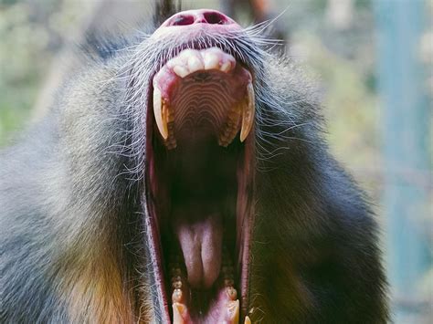 Mandrill - Denver Zoo