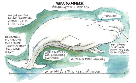 Beluga Whale Diagram