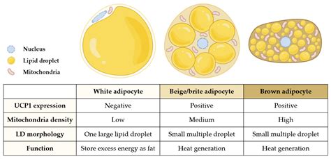 Adipose Tissue With Adipocytes