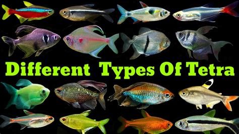 12 Different Types of Tetra Fish