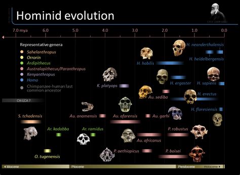 Timeline of hominid evolution | Visual.ly