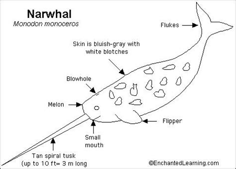 Narwhal Anatomy Diagram - Wiring Diagram Pictures