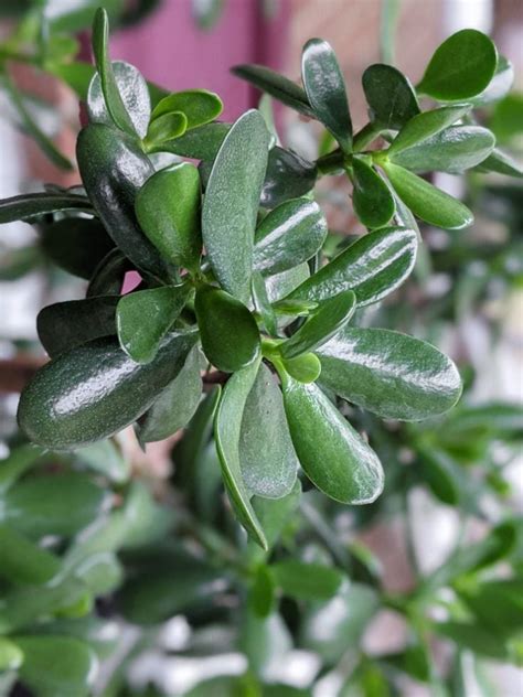 Learn how to care for jade plants, a classic sun-loving succulent