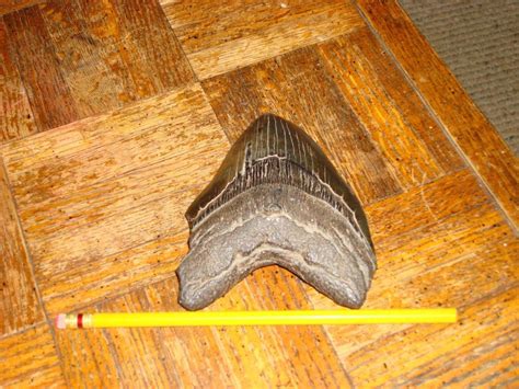 Megalodon Id - Fossil ID - The Fossil Forum