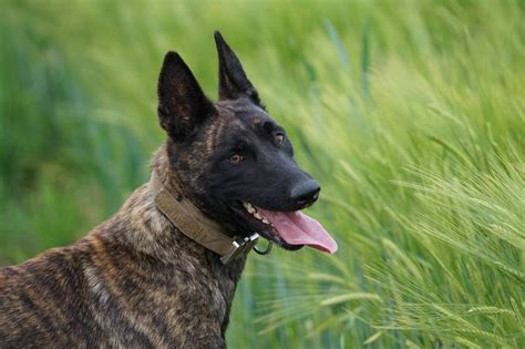 Best Police Dog Breeds