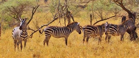 Zebras Savannah – Free To Use Images