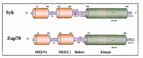 Figure 1.1 from The role of Syk-family protein tyrosine kinases in B ...