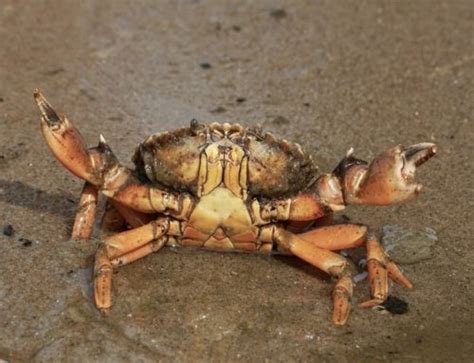 Edible crabs | Beach Detector