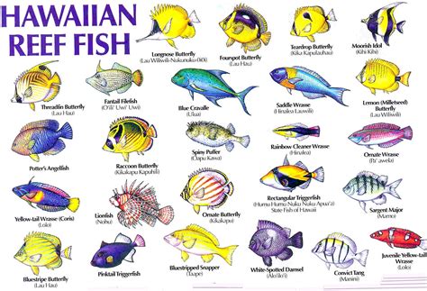 Aloha Joe in Hawaii: A Visual Guide to Hawaii's Reef Fish