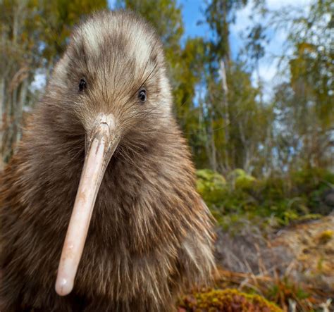 Why the Rowi (Ōkarito Brown Kiwi) Deserves your Vote in Bird of the ...