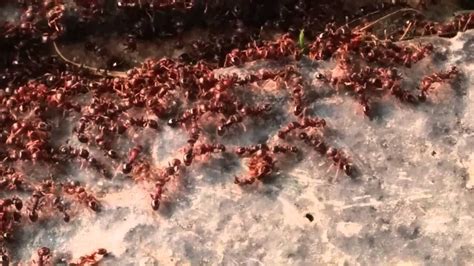 Ant war. Thousands of ants on the battle field. - YouTube