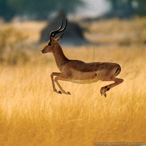 Thomson's Gazelle | High speed, Predator and Wildlife