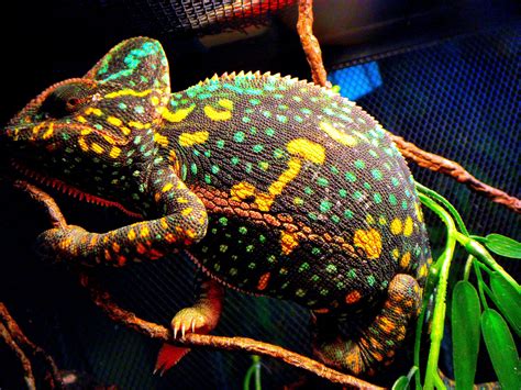 Female Veiled Chameleon Non-Receptive yet Beautiful Colors - Reptiles ...