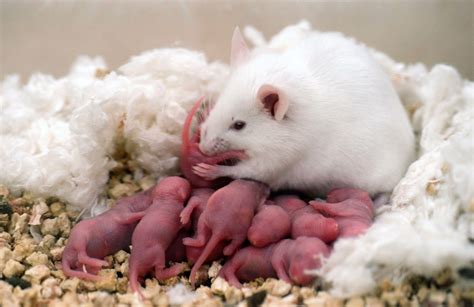 Baby Rat Wallpapers - Top Free Baby Rat Backgrounds - WallpaperAccess