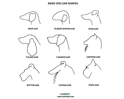 Dog Ear Shape Cheat Sheet