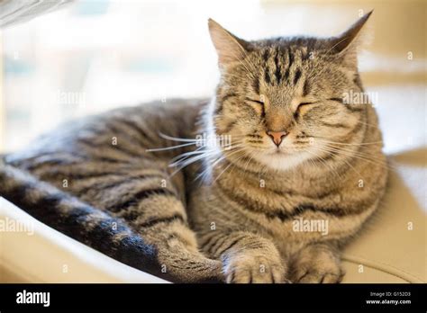 Tabby cat sleeping Stock Photo - Alamy