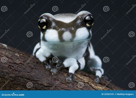 Amazon milk frog stock image. Image of forest, arboreal - 25263101