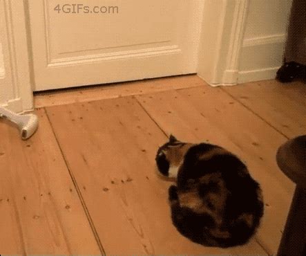 Scared Cat GIF - Find & Share on GIPHY