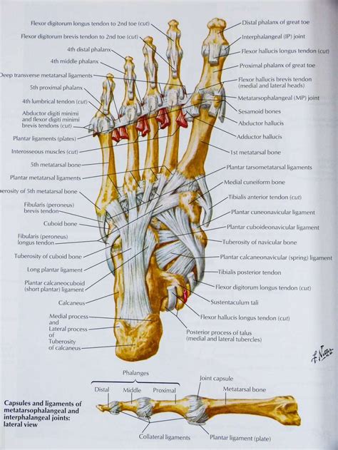 The best atlas of human anatomy there is - Boing Boing