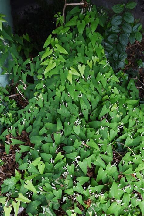 Japanese Yam Dioscorea Japonica Male Flowers Stock Image - Image of ...