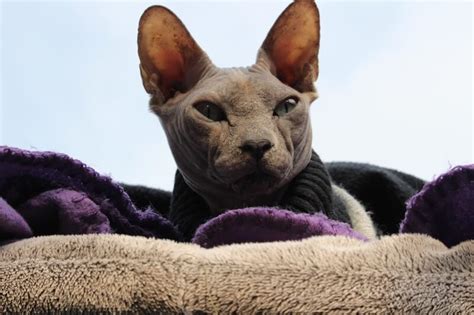 All About Sphynx Cats