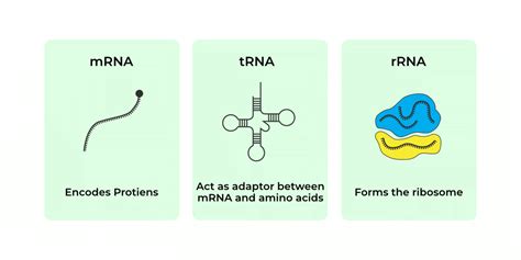 Transfer RNA (t-RNA) -Structure, Functions and FAQs